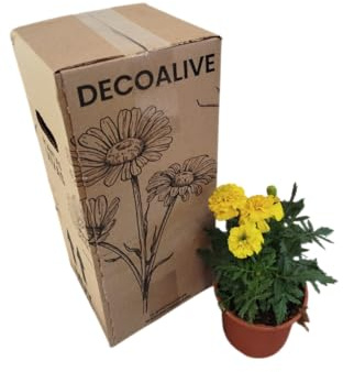 Tagete Amarillo DECOALIVE – Atrae Polinizadores y Aporta Color Todo el Año