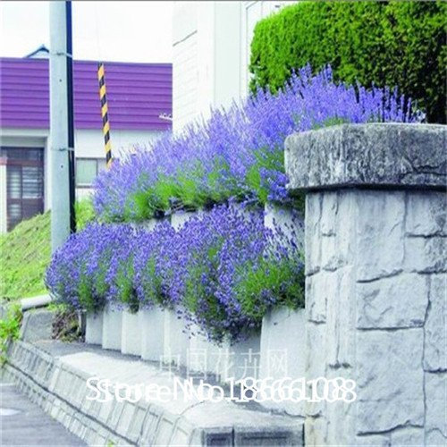 200 Provenza Francese Semi di Lavanda - Molto fragrante