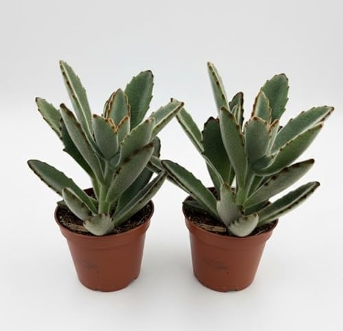Kalanchoe Tomentosa Pianta Grassa Viva, 2 Piante in Vaso 8 cm,