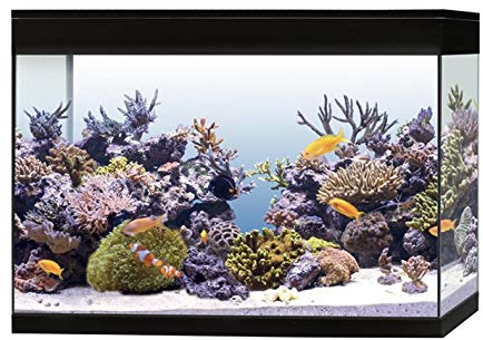 Askoll Aa350078 Acquario Pure Marine High Cube Marino Completo Accessoriato, XXL, Nero