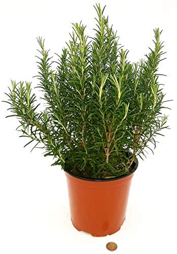 POWERS TO FLOWERS - ROSMARINO BIO XL, IDEALE PER GRIGLIATE, vaso 18cm, pianta vera