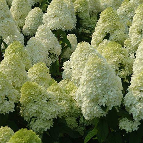 Hydrangea Paniculata 'Limelight'- Hortensia paniculé 'Limelight' 40-50 cm en conteneur