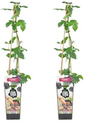 Bloomique - 2er Set - Rubus Fruticosus 'Thornfree' - Brombeeren Pflanzen - Gartenpflanze - Balkon Pflanze - Obstpflanzen Winterhart - ⌀14 cm - Höhe 60-70cm