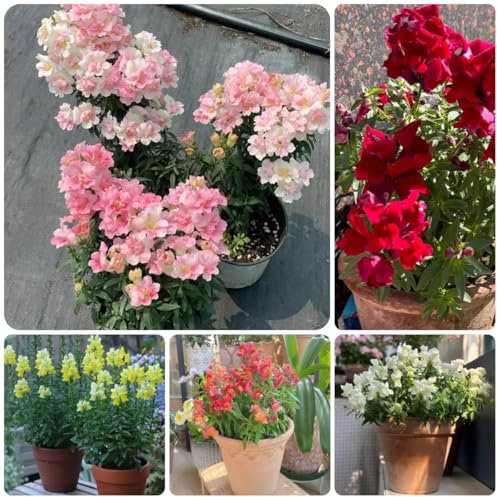 blumensamen löwenmäulchen bodendecker winterhart mehrjährig löwenmäulchen samen winterhart gartendeko für draußen, balkonpflanzen gartenblumen, zimmerpflanzen samen blumenwiese samen 200pcs