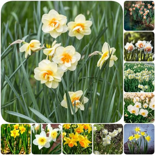 3 pcs blumenzwiebeln narzissen zwiebeln mix - zwiebel pflanzen für balkonkästen winterhart osterglocken,narzissenzwiebeln,Narcissus kübelpflanzen blumen balkon zwiebeln gartenblumen