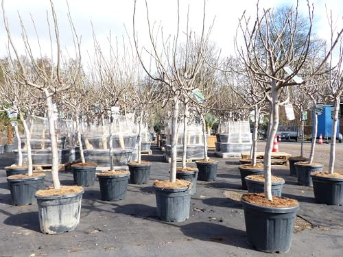 gruenwaren jakubik Feigenbaum 170-180 cm Obstbaum winterhart kräftiger Stamm, Ficus Carica, Feige, Obst