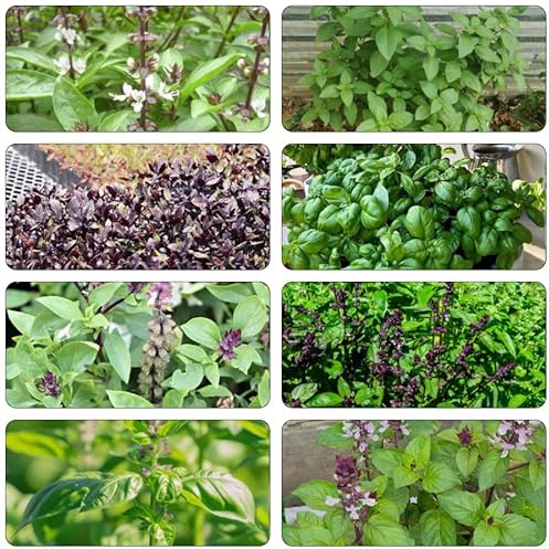 semillas de albahaca - semillas de hortalizas hortalizas planta albahaca plantas jardín hierbas silvestres plantas perennes resistentes planta maceta jardín -Serie Raras- en macetas en 500pcs