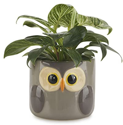 balvi Blumentopf Owl Farbe Grau Origineller Blumentopf in Form Einer Eule Keramik 11,7 x 13,5 x 13,5