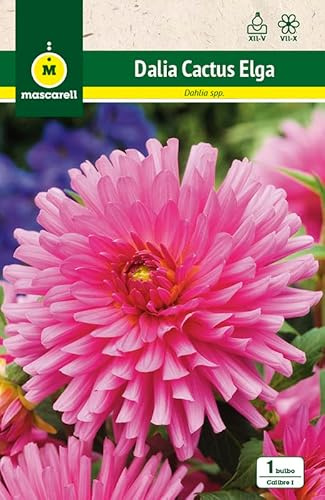 Mascarell Semillas, DALIA CACTUS ELGA, Semillas Bulbosas, Bulbos de Flores Primavera Fácil de Cultivar, Bolsa 1 Bulbo