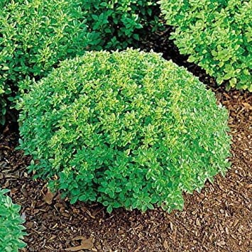 150 NANI semi di basilico GRECO 2018:Seeds