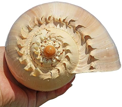 COYOUCO Conchas Marinas Naturales, Conchas Playa Gigantes Ideales para peceras Decoración Bodas Fiesta temática Playa Decoraciones para el hogar Artesanías Bricolaje Plantas Aire,F