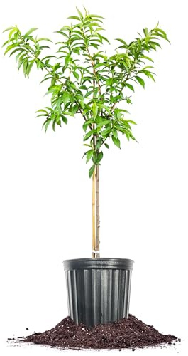Perfect Plants Red Haven Peach Tree 4-5 feet | Live Fruit Tree for Fresh Sweet Peaches | Home Gardening