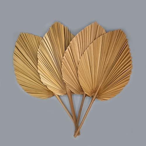 4X feuilles de palmier séchées