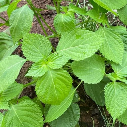 Perilla frutescens - shiso - serra cucina aromatiche semi di perilla verdi da giardino aromatiche varietà di tradizionali selvatiche 100semi