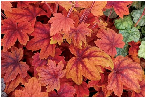 Stauden Gänge 10 x Heucherella Hybride 'Sweet Tea' Purpurglöckchen/Heuchera