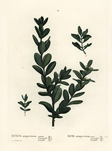 HCOTZHPY Peinture Célèbre Art Imprime Image Toile Decoration Murale Buis Commun Buis Européen ou Buis Buxus Sempervirens par Pierre Redouté Artistique Peinture Pour la Décoration du Salon 60x90cm