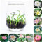 HXDZEU Semillas de Flor de Loto, Semillas de Loto de Agua de Alta germinación, Plantas perennes Resistentes para decoración de jardín e Interior, hogar y Oficina