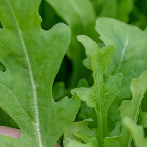 PREMIER SEEDS DIRECT - Seed Tape Rocket Wild- 6M (3X2M) - Approx 600 Seeds