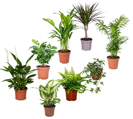 Set 8 Plantas Interior Naturales DECOALIVE: Spathiphyllum - Planta del Café - Palmera Areca - Drácena - Dieffenbachia - Helecho - Hiedra - Chamaedorea Elegans