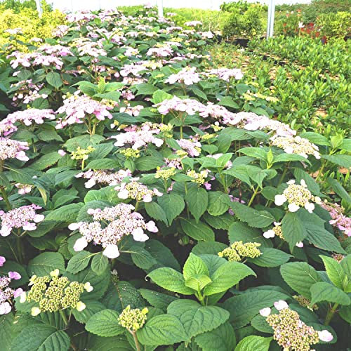 Tellerhortensie 'Veerle' - Gartenhortensie - mehrfarbig
