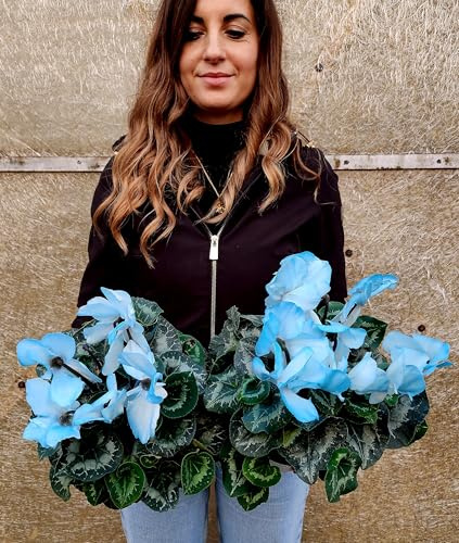 POWERS TO FLOWERS - CICLAMINO COLOR LIFE BLU/AZZURRO, 2 PIANTE, VASO 14CM DIAMETRO, piante vere