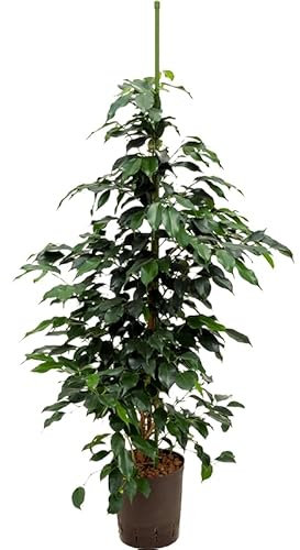 Ficus Benjamina Natural Árbol de Interior con Maceta de 17cm - Embellece tu Hogar con Facilidad