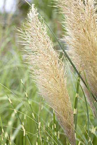 Cortaderia selloana 'Pumila' 5L Kleines Garten-Pampasgras 'Pumila',winterhart, deutsche Baumschulqualität, im Topf für optimales anwachsen