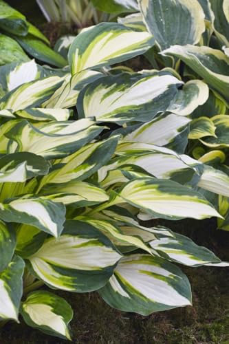 Hosta x fortunei 'Fire and Ice' 11x11 cm Topf – Winterhart, Mehrjährig, Pflegeleicht – Funkie – Staude für Schattenbeet & Kübel