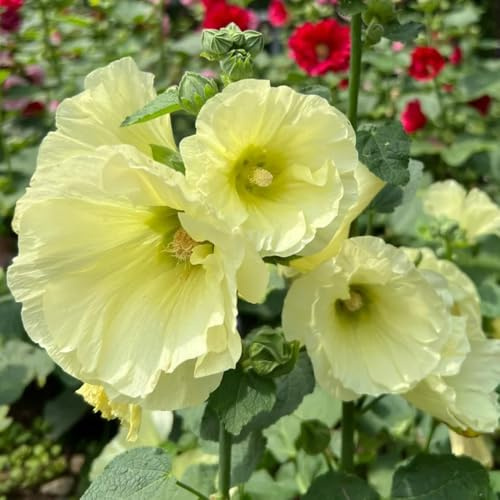 malva real malva real - de primavera, resistentes en semillas de silvestres sombra jardín semillas balcón cortadas 450semillas