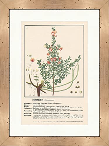 Biller Antik Hauhechel Ononis spinosa Plantes médicinales Herbes médicinales 196 Encadrée
