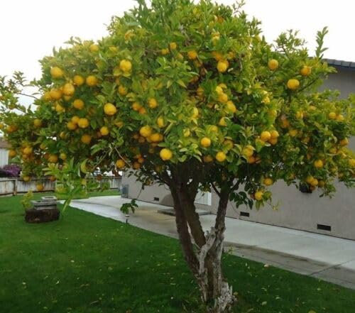 Albero di Limoni 4 Stagioni, Pianta da Frutto per Giardino e vaso