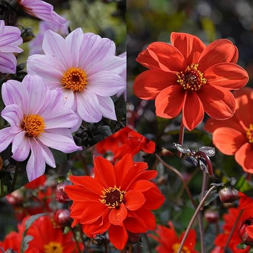 Bishop Dahlien Mischung | 3 Stück | Blumenzwiebel | Knolle | Orange | Rot | Rosa | 100% Blütegarantie | QFB Gardening