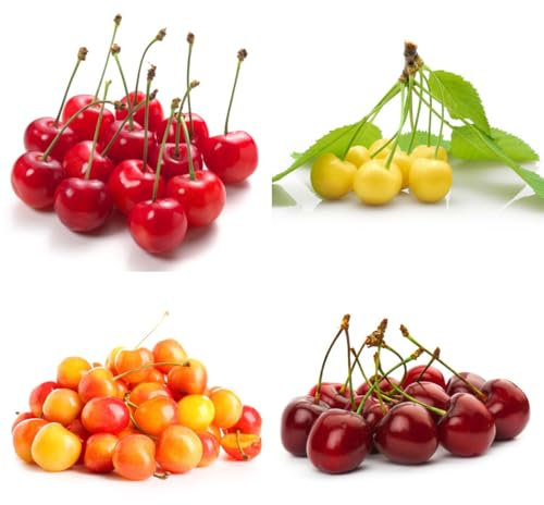 semillas de cerezo árboles frutales, arbustos de floración resistente semillas de cereza frutal columnar, plantas de balcón, setos, arbustos decoración de árboles frutales, arbustos de 100pcs