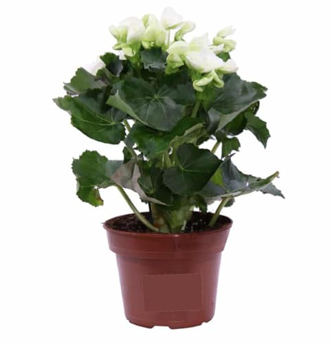 Begonia Bianca Fiorita da Esterno o Interno | Pianta Vera Ornamentale con Fioritura Prolungata | Ideale per Vasi, Balconi, Giardini | Facile da Coltivare