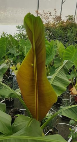 Musa itinerans var. xishuangbannaensis 'Mekong Giant' / Bananier Géant du Mékong/Conteneur de 5 à 6 litres/Sans feuilles en hiver/Plante caduc