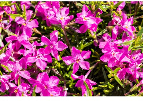Phlox subulata 'Atropurpurea' - Garten-Teppich-Flammenblume 'Atropurpurea' - 9cm Topf