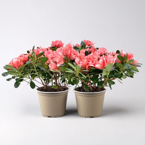 Azalee Hortinno® 'Christine Magic', lachs, Topf-Ø 13 cm, 2 Pflanzen