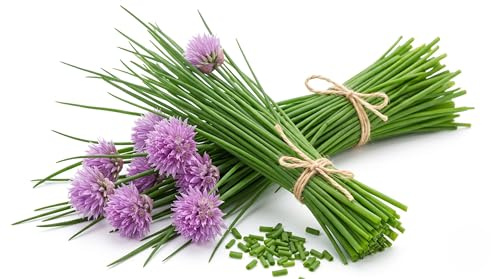 Semi di Erba Cipollina da Piantare | Molteplici Semi di Allium Schoenoprasum per Orto Domestico Balcone Giardino e Vaso | Sementi Aromatiche da Cucina