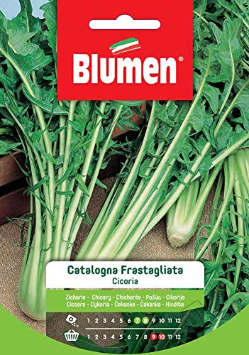 Cicoria Catalogna Frastagliata