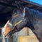 Halfter für Pferde Pferdehalfter stylischer Leopard Look, 2-Fach verstellbare Dornschnallen, Shetty, Pony, Cob, Warmblut (Shetty (Shetland), Leopard)