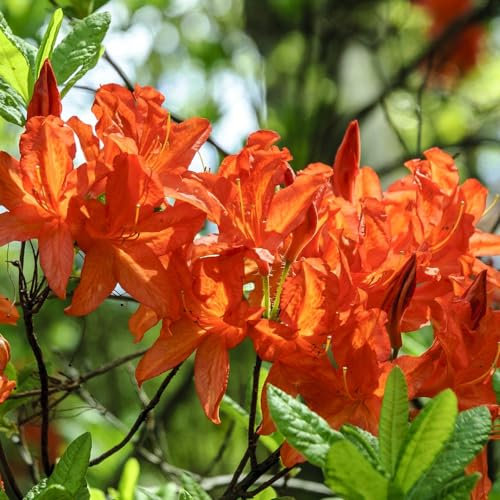 Azalea Japonica ‘Orange’ - Hardy Shrub - Bright Orange Flowering - Evergreen Glossy Foliage - Easy to Grow Your Own - Ideal - Low Maintenance - 1x 17cm Potted Plants by Thompson and Morgan