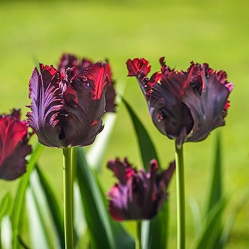 bulbi di tulipano perenni, giardino interno, resistenti 3pcs