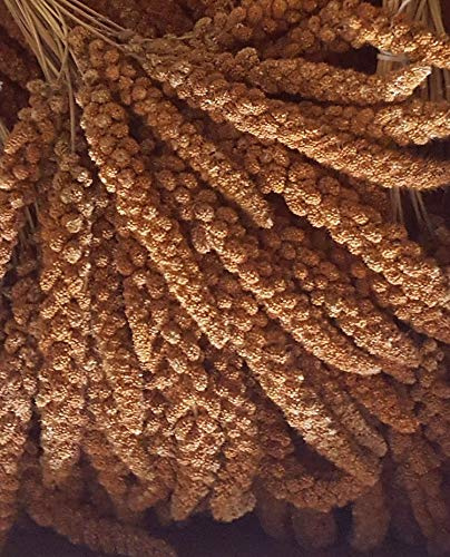 Eurital Französische Kolbenhirse, Rot 1kg