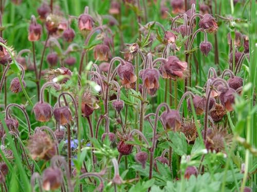 Bach Nelkenwurz (Geum rivale) Samen. Bachbenedikt, Blutströpfchen (20000 Samen = 24,0g)