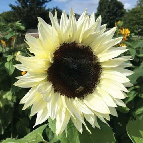 Semi di Girasole Moonshine, Fiori Giallo Chiari, Semi da vaso e Giardino, Moonshine Sunflower Seeds Girasole Albino raro