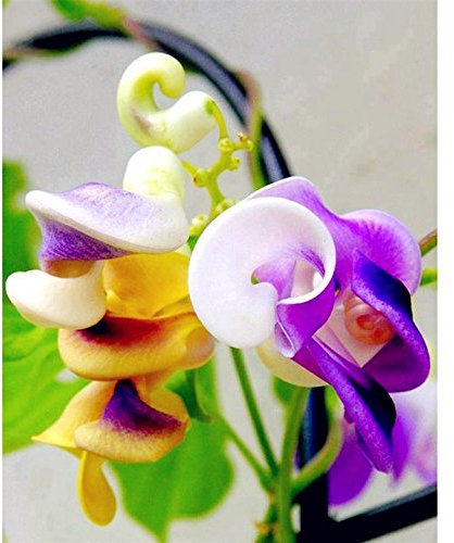 ¡Nueva llegada! Grandes promociones 50pcs rara Silla hermosa flor Caracol verde semilla de enredadera fácil de cultivar en el jardín de su casa