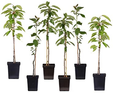 Plant in a Box - Arbres fruitiers - Mélange de 6 - pomme, poire - Malus Braeburn, Pyrus 'Doyenne du Comice', Malus ‘Baya Marisa' - Pot 9cm - Hauteur 60-70cm