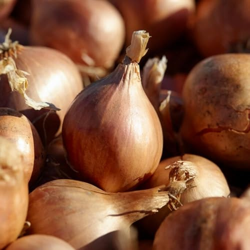 Schalottenlök Yellow Moon – 500g Schalottenlök – Mildt Stark – Hög Kvalitet från Holland – Bulbstorlek 14–21 mm – Inga Frön, Inte Artificiell