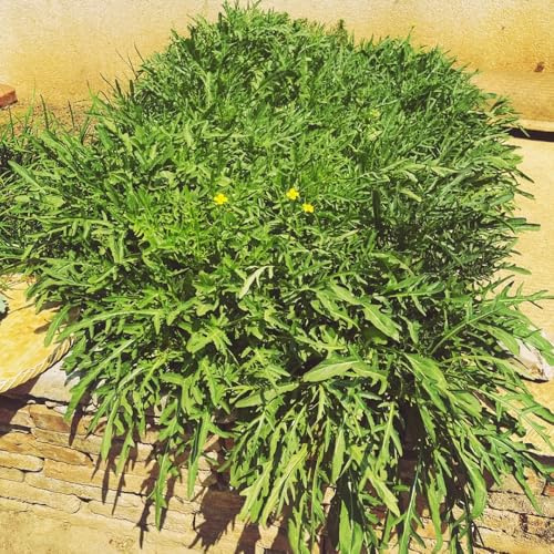 semi di rucola perenne biologica di rucola resistenti esotiche resistenti, decorazione da giardino per esterni da balcone 300pcs
