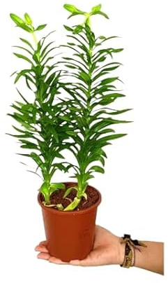Lirio Natural Planta de Exterior Resistente y de Poco Riego